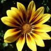 Gazania.jpg