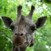 Giraffe.jpg